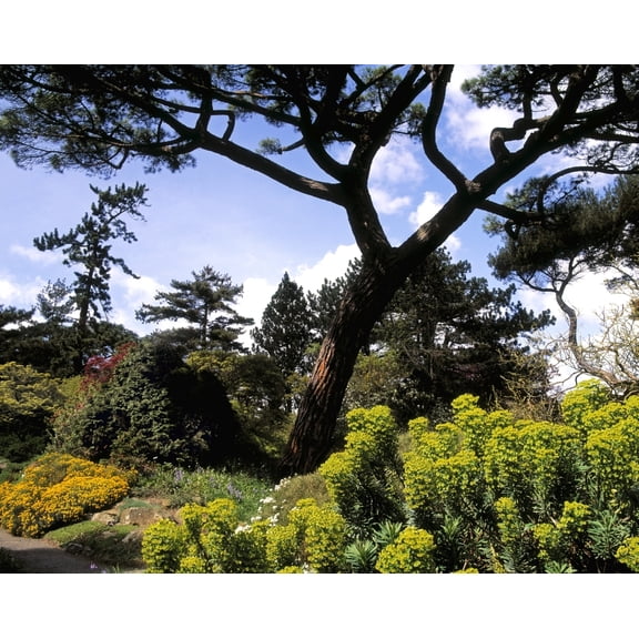 Posterazzi DPI1798311 Irish National Botanic Gardens Dublin Co Dublin Ireland Rockery with Euphorbia Poster Print by The Irish Image Collection, 16 x 12