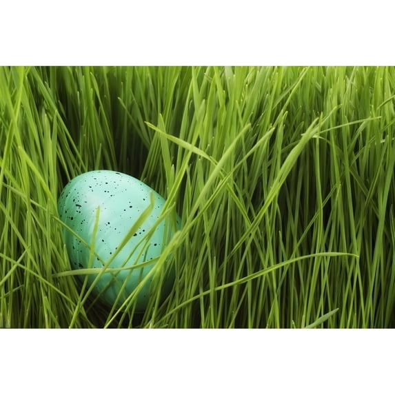 Posterazzi DPI1798585 Speckled Egg in The Grass Poster Print by Chris & Kate Knorr, 18 x 12
