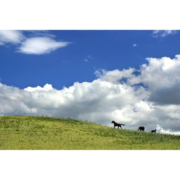 Posterazzi DPI1800679LARGE Horses Galloping On Hill Poster Print by Richard Wear, 34 x 22 - Large