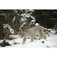 thumbnail image 1 of Posterazzi DPI1800725LARGE Lynx in The Snow Poster Print by Richard Wear, 34 x 22 - Large, 1 of 3