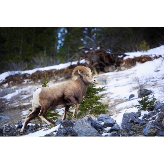 Posterazzi DPI1801538LARGE Bighorn Sheep Climbing Snowy Rocky Hill Poster Print by Richard Wear, 34 x 22 - Large