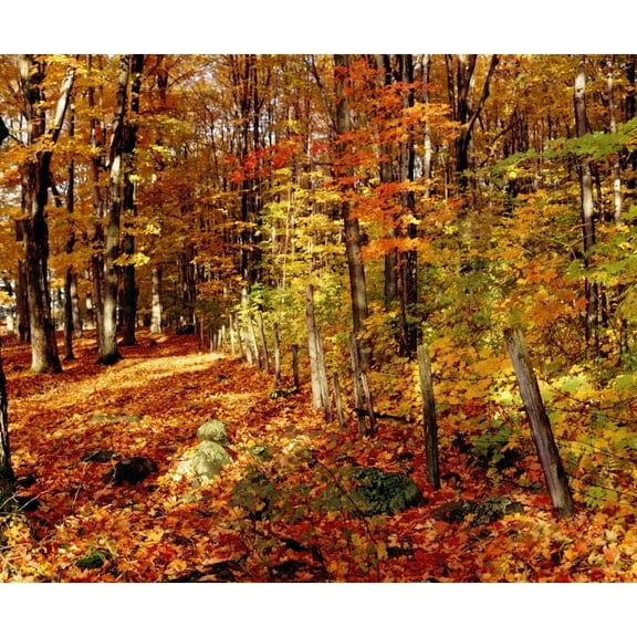 Posterazzi DPI1802571 Autumn Trees Poster Print by David Chapman, 16 x 13