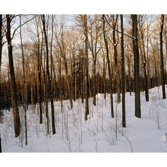 Posterazzi DPI1802609 Snowy Forest Poster Print by David Chapman, 16 x 13