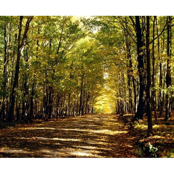 Posterazzi DPI1802790 Tree Lined Road in Autumn Poster Print by David Chapman, 16 x 13