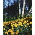 thumbnail image 1 of Posterazzi DPI1803506 Daffodils Narcissus - Flowers in a Forest Poster Print by The Irish Image Collection, 13 x 16, 1 of 3