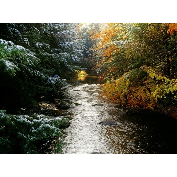 Posterazzi DPI1803932 Forest with Creek Running Through It Poster Print by David Chapman, 16 x 12