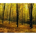 thumbnail image 1 of Posterazzi DPI1803933 Forest in Autumn with Trees Poster Print by David Chapman, 16 x 13, 1 of 3