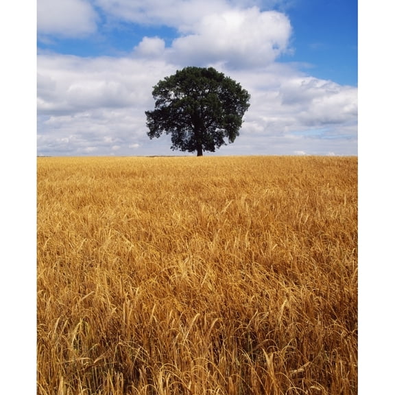 Posterazzi DPI1810148LARGE Ireland Barley Field with Oak Tree Poster Print by The Irish Image Collection, 26 x 32 - Large