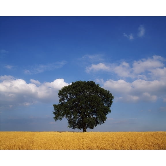 Posterazzi DPI1810151 Oak Tree in a Barley Field - Ireland Poster Print by The Irish Image Collection, 17 x 13