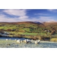 thumbnail image 1 of Posterazzi DPI1810667 Sperrin Mountains County Tyrone Ireland Sheep Poster Print by The Irish Image Collection, 18 x 12, 1 of 3
