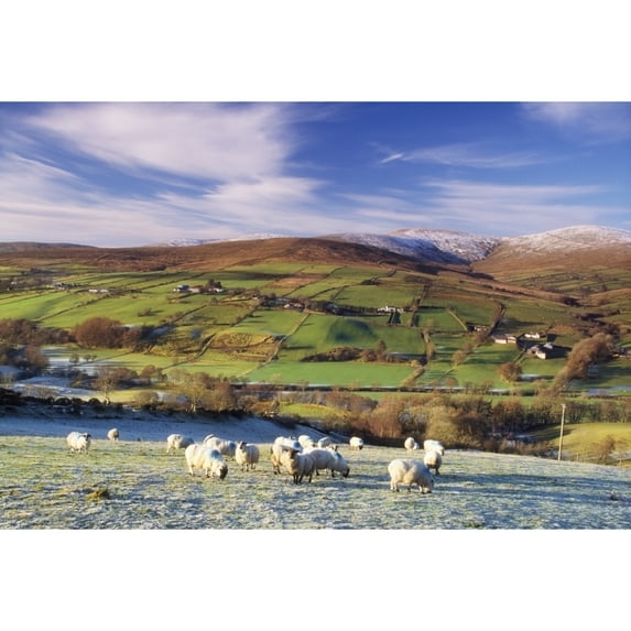 Posterazzi DPI1810667 Sperrin Mountains County Tyrone Ireland Sheep Poster Print by The Irish Image Collection, 18 x 12