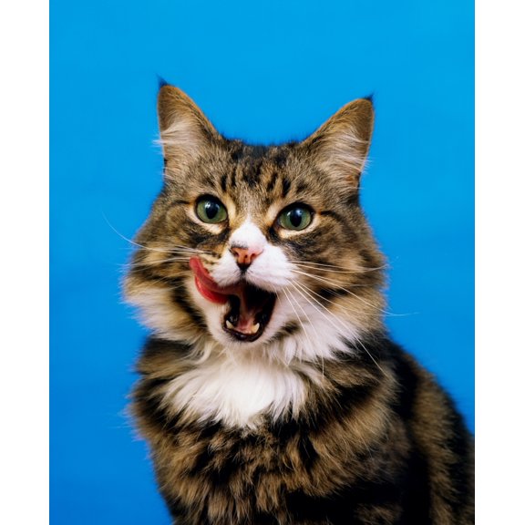 Posterazzi DPI1811912 Tabby Cat Poster Print by The Irish Image Collection, 13 x 17