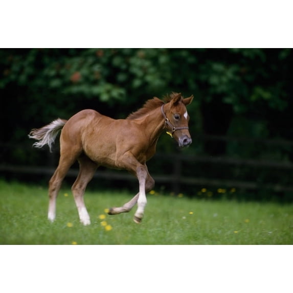 Posterazzi DPI1812561 Thoroughbred Horse National Stud Ireland Poster Print by The Irish Image Collection, 18 x 12