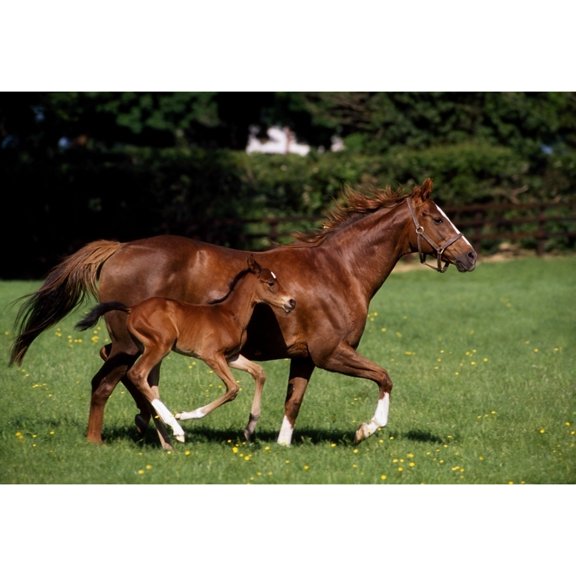 Posterazzi DPI1812582 Thoroughbred Mare & Foal Galloping Ireland Poster Print by The Irish Image Collection, 18 x 12
