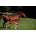 thumbnail image 1 of Posterazzi DPI1812584 Thoroughbred Mare & Foal Ireland Poster Print by The Irish Image Collection, 18 x 12, 1 of 3
