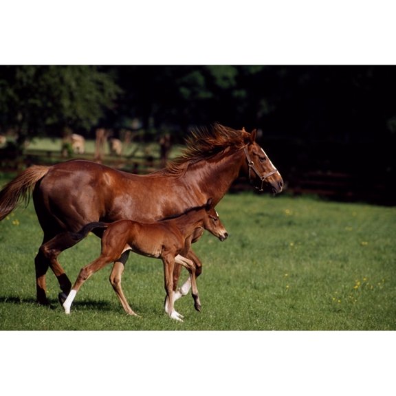 Posterazzi DPI1812584LARGE Thoroughbred Mare & Foal Ireland Poster Print by The Irish Image Collection, 36 x 24 - Large