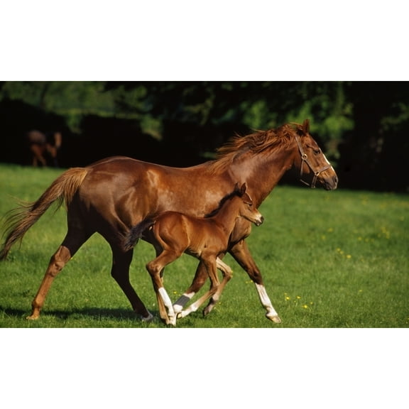 Posterazzi DPI1812778LARGE Thoroughbred Chestnut Mare & Foal Ireland Poster Print by The Irish Image Collection, 36 x 22 - Large