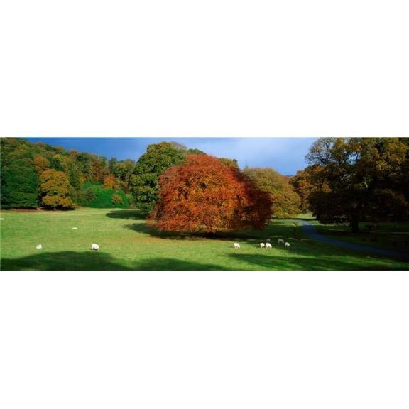 Posterazzi DPI1813242LARGE Beech Tree Glendalough Co Wicklow Ireland Poster Print by The Irish Image Collection, 44 x 14 - Large