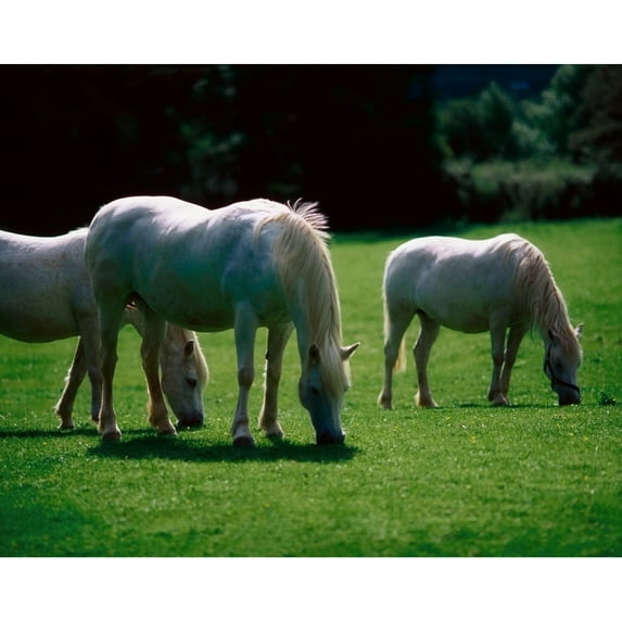 Posterazzi DPI1813361 White Horses Ireland Poster Print by The Irish Image Collection, 17 x 13