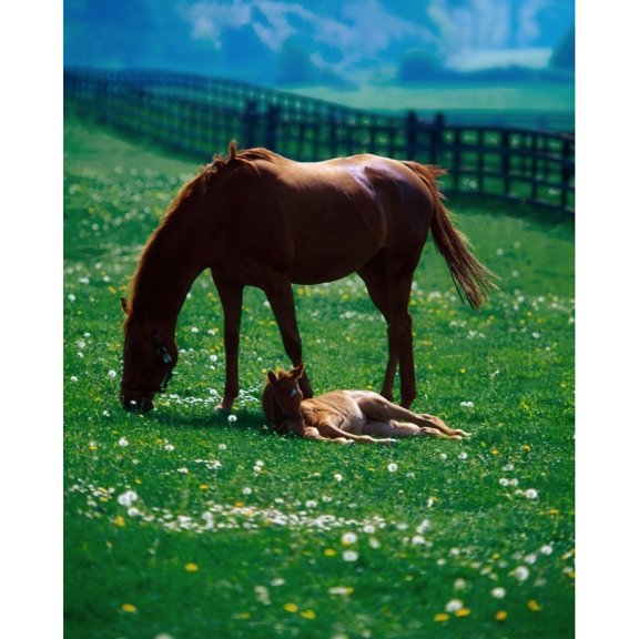 Posterazzi DPI1813363 Thoroughbred Mare & Foal Ireland Poster Print by The Irish Image Collection, 13 x 17