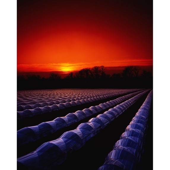 Posterazzi DPI1813886LARGE Co Meath Ireland - Strawberries Under Cloches Poster Print by The Irish Image Collection, 26 x 34 - Large