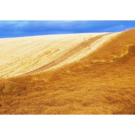 Posterazzi DPI1813904 Crops Oil Seed Rape Poster Print by The Irish Image Collection, 17 x 12