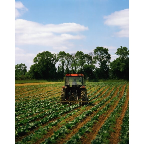 Posterazzi DPI1817659 Weeding A Cabbage Field Ireland Poster Print by The Irish Image Collection, 13 x 17