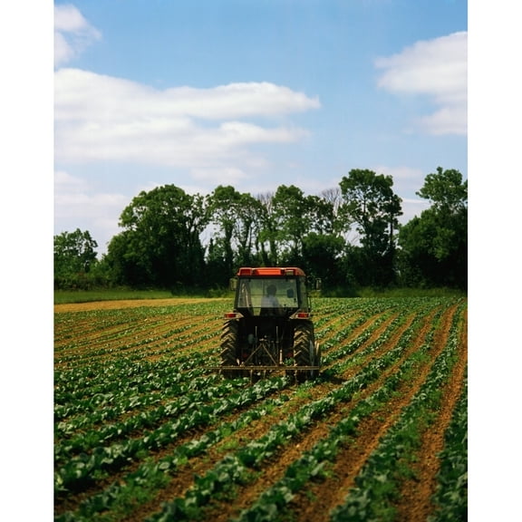 Posterazzi DPI1817659 Weeding A Cabbage Field Ireland Poster Print by The Irish Image Collection, 13 x 17