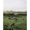thumbnail image 1 of Posterazzi DPI1817663 Friesian Bullocks Ireland - Herd of Cattle Grazing Poster Print by The Irish Image Collection, 13 x 17, 1 of 3