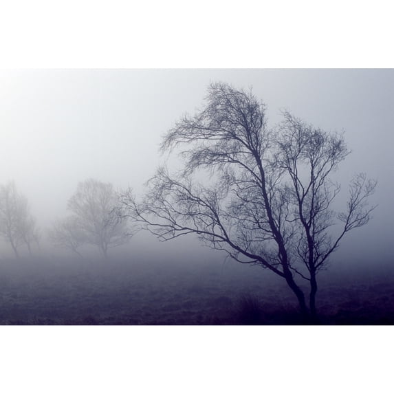 Posterazzi DPI1819727LARGE Bare Trees in Thick Fog Peak District National Park Derbyshire England Poster Print by John Doornkamp, 38 x 24 - Large
