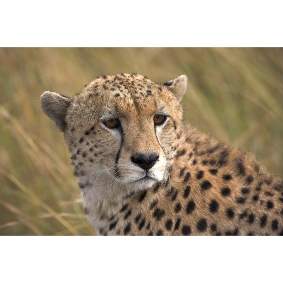 Posterazzi DPI1820471 Cheetah Portrait Masai Mara Kenya Africa Poster Print by Chris Upton, 17 x 11
