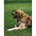 thumbnail image 1 of Posterazzi DPI1821463 Golden Retriever - Dog Laying in The Grass Poster Print by The Irish Image Collection, 13 x 17, 1 of 4