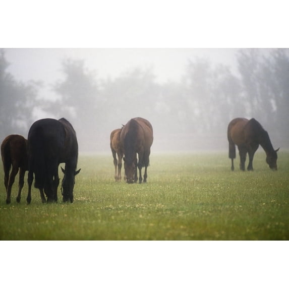 Posterazzi DPI1821473 Horses - Horses Grazing in The Mist Poster Print by The Irish Image Collection, 18 x 12