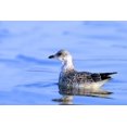 thumbnail image 1 of Posterazzi DPI1823016LARGE Young Gull Swimming Poster Print by Richard Wear, 34 x 22 - Large, 1 of 4