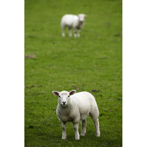 Posterazzi DPI1823060LARGE Lambs in a Field Poster Print by Chris Upton, 22 x 34 - Large