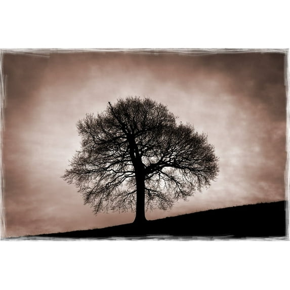 Posterazzi DPI1823076LARGE Tree Against A Stormy Sky Poster Print by Chris Upton, 34 x 22 - Large
