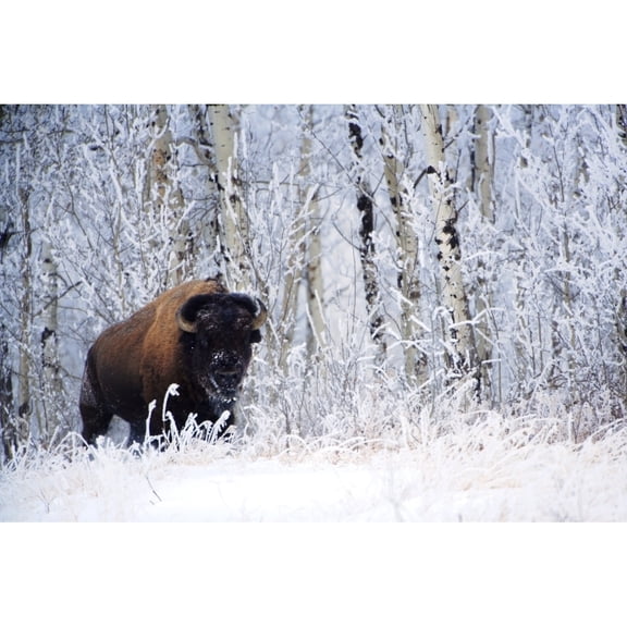 Posterazzi DPI1823575 Bison in The Snow Elk Island National Park Alberta Canada Poster Print by Richard Wear, 17 x 11