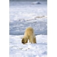thumbnail image 1 of Posterazzi DPI1823937LARGE Back of A Polar Bear Poster Print by Richard Wear, 22 x 34 - Large, 1 of 4