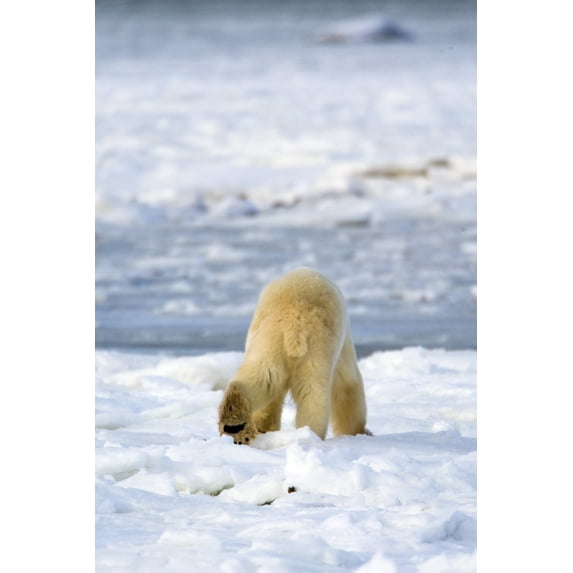 Posterazzi DPI1823937LARGE Back of A Polar Bear Poster Print by Richard Wear, 22 x 34 - Large