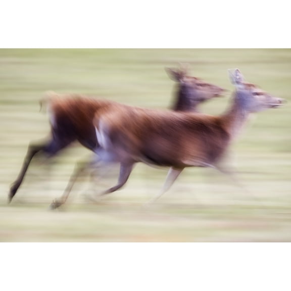 Posterazzi DPI1824231 Running Deer Poster Print by John Short, 18 x 12