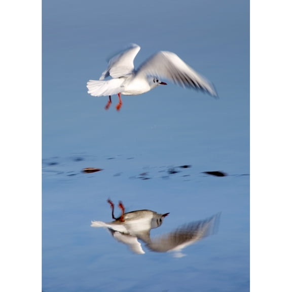Posterazzi DPI1825682 Bird Landing Poster Print by John Short, 12 x 17