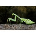 thumbnail image 1 of Posterazzi DPI1827190 Praying Mantis Perched On A Tree Poster Print by Jack Goldfarb, 17 x 11, 1 of 1