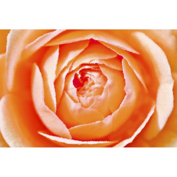 Posterazzi DPI1827729LARGE Orange Rose Poster Print by Chris & Kate Knorr, 36 x 24 - Large