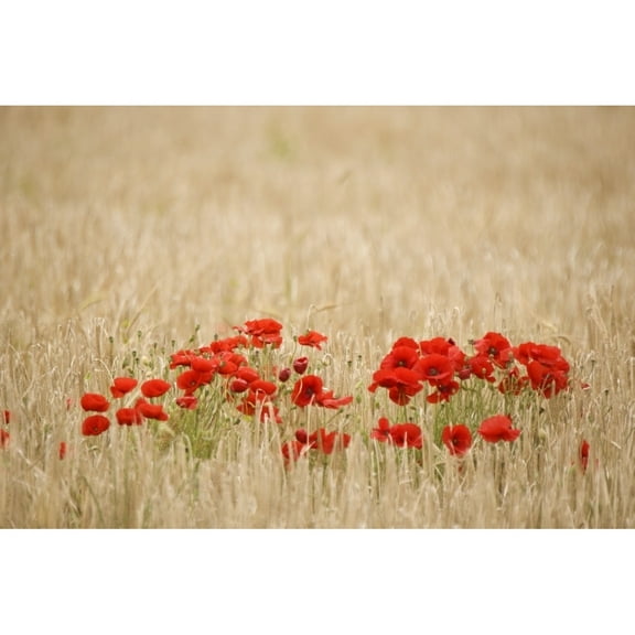 Posterazzi DPI1828370LARGE Poppies Growing Wild Poster Print by John Short, 34 x 22 - Large