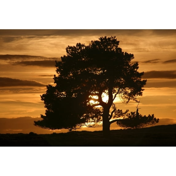 Posterazzi DPI1828377 Tree At Sunset North Yorkshire England Poster Print by John Short, 18 x 12