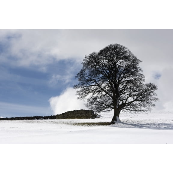 Posterazzi DPI1828438LARGE Snowy Field & Tree Poster Print by John Short, 34 x 22 - Large