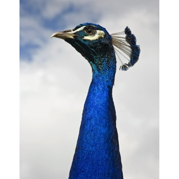 Posterazzi DPI1828470 Peacocks Head Poster Print by John Short, 13 x 17
