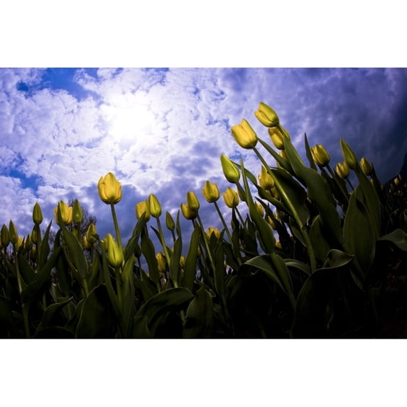 Posterazzi DPI1829299LARGE Tulips & Sky Poster Print by Richard Wear, 36 x 24 - Large