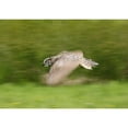 thumbnail image 1 of Posterazzi DPI1829623 Great Horned Owl Bubo Virginianus Poster Print by Deddeda, 17 x 12, 1 of 3