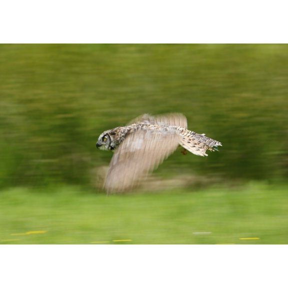 Posterazzi DPI1829623LARGE Great Horned Owl Bubo Virginianus Poster Print by Deddeda, 34 x 24 - Large